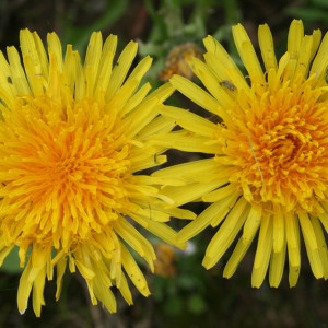 Кирилл – Дери полоз: что можно и нельзя делать 31 марта