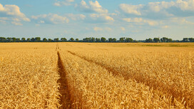 Во Владимирской области убрали 90% зерна