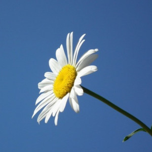 Прогноз погоды во Владимирской области на 21 июня
