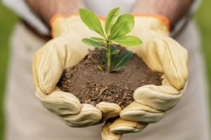 Во Владимирской области с полок магазинов исчезнут «Бабкин язык» и «Баргузин»