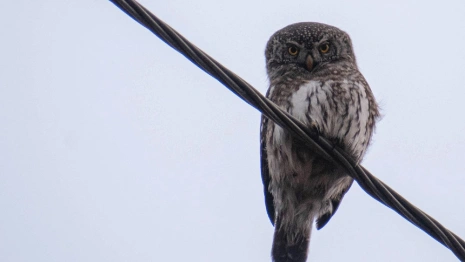 Жители Владимирской области заметили миниатюрную сову
