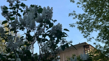 Июнь во Владимирской области пройдет без аномалий