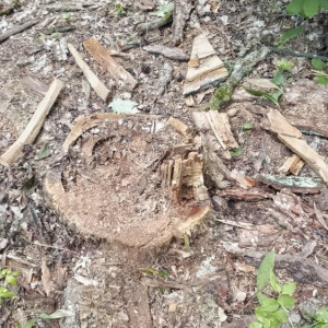 Вырубка дубов в Гороховецком районе привела к уголовному делу