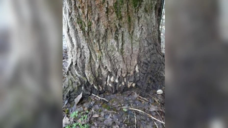 Жителей Гусь-Хрустального района предупредили о возможном нашествии шелкопряда