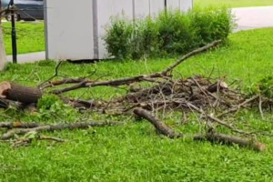 Во Владимире продолжают вырубать пораженные ясеневой златкой деревья