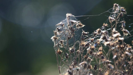Во Владимире ввели карантин из-за амброзии