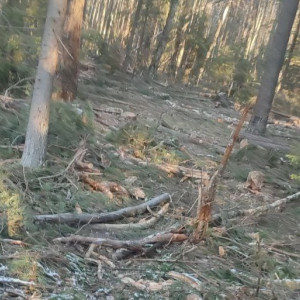 В Коврове вырубка 50 сосен обернулась уголовным делом