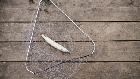 Двоих жителей Мурома оштрафовали на 500 тыс. рублей за браконьерство