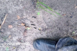 В Вязниковском районе заметили следы бурой медведицы с медвежонком