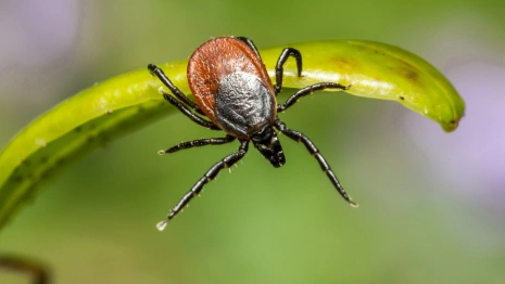 Во Владимирской области 11 человек пострадали от укуса клещей