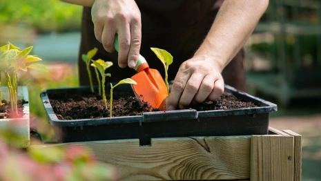 Во Владимирской области нашли семена овощей с выдуманными сортами