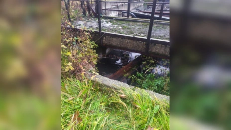 Село под Камешково затопило сточными водами