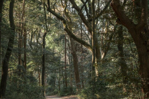 Во Владимирской области 70-летнего мужчину с собакой нашли живым