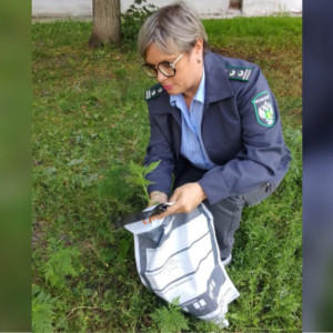 Во Владимирской области дважды ввели карантин из-за опасных растений