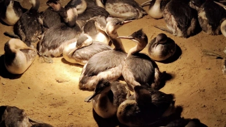 Для помощи пострадавшим от мазута черноморским птицам используют технику из Киржача