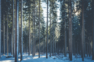 Труп пропавшего во Владимире 28-летнего парня нашли в лесополосе