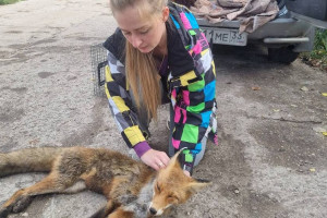 Во Владимире спасли жизнь покалеченной лисе