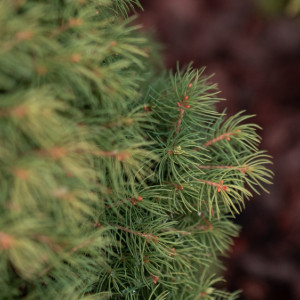 В Кольчугинском районе высадили 20 тыс. саженцев ели