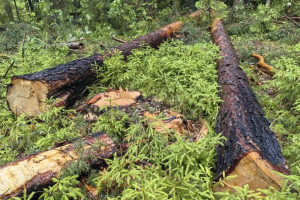 Жителя Судогды будут судить за вырубку леса на 750 тыс. рублей