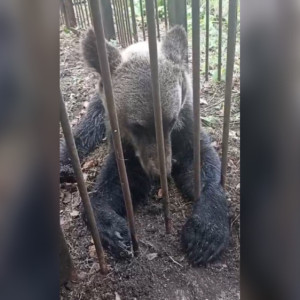 Разгуливающего в Александровском районе медвежонка поймали посадили в вольер