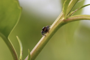 Прокуратура заинтересовалась клещами в Собинском районе