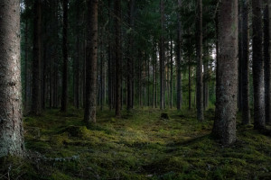 Во Владимире в лесу нашли две гранаты и патроны
