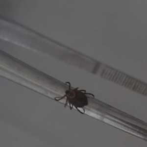 За неделю клещи укусили 74 взрослых и 17 детей во Владимирской области