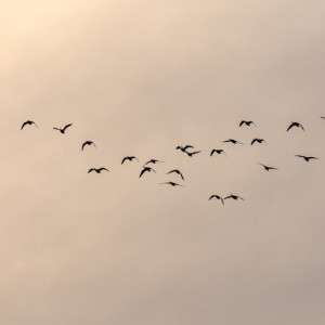 Народные приметы на 7 марта: что можно и нельзя делать в день Маврикиев день