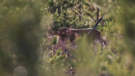 Во Владимирской области встретили рысь