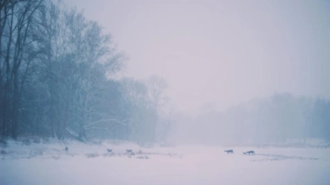 На Владимирскую область опустились туманы