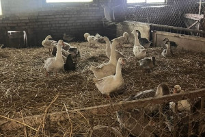 В Суздале гусиная ферма работала с массой нарушений