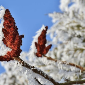 Прогноз погоды во Владимирской области на 31 января