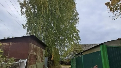 Жители Коврова пожаловались на опасные березы рядом с одноэтажным домом