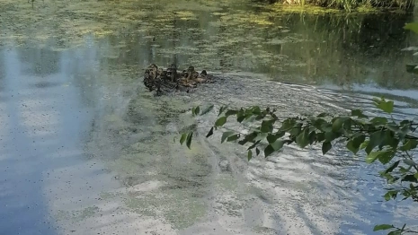 Во Владимирской области выпустили 1650 особей кряквы