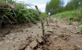 Во Владимирской области началась весенняя посадка леса