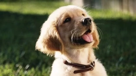 В Гусь-Хрустальном приют «Хвосты» уличили в жестоком обращении с животными