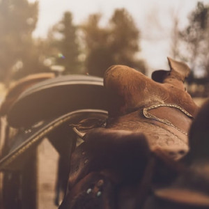 В Суздале прокатчица помирилась с упавшими с лошади туристами