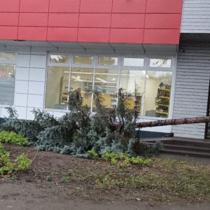 Во Владимире спилившим голубую ель вандалом занялась полиция