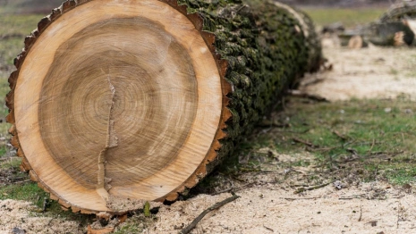 Житель Суздаля попал под следствие за контрабанду хвойных деревьев
