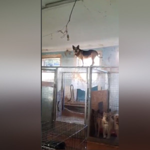 Собака из приюта во Владимире спрогнозировала ночную грозу