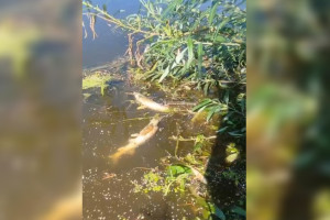 Ущерб от гибели краснокнижной рыбы в Клязьме во Владимире оценили в 4,7 млн рублей