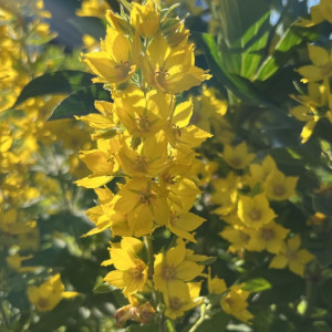 Владимирцев предупредили об аномальной 32-градусной жаре