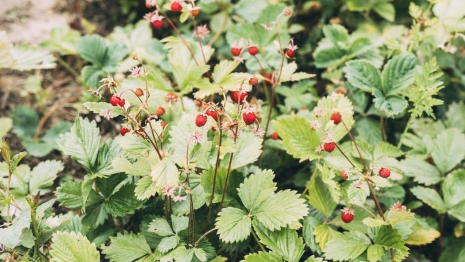 Давид Земляничник: что можно и нельзя делать 9 июля