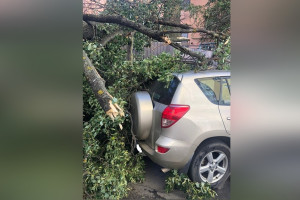 В центре Владимира дерево упало на две машины