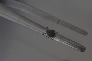 С жителей Владимирской области сняли 16 зараженных вирусами клещей