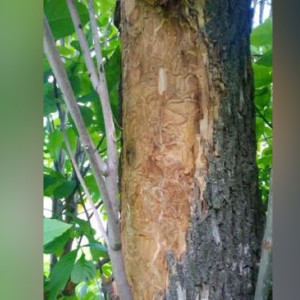 Во Владимире и 4 районах области ввели карантин из-за ясеневой златки