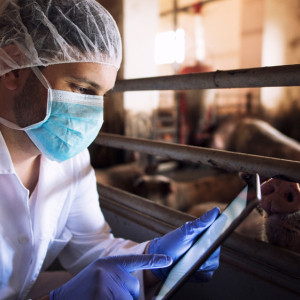 В Боголюбово на производстве «Хаме Фудс» ликвидировали очаг АЧС
