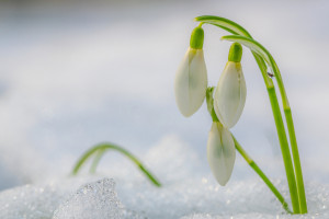 Народные приметы на 14 марта: что можно и нельзя делать в день Авдотьи Весновки