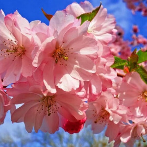 Синоптики рассказали, когда во Владимирскую область придет настоящая весна
