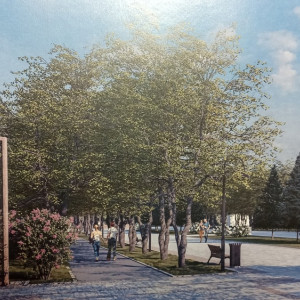 В центре Суздаля взамен спиленных лип высадят новые